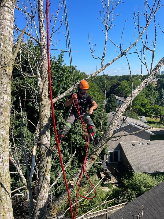 Images Defender Tree Service Ltd