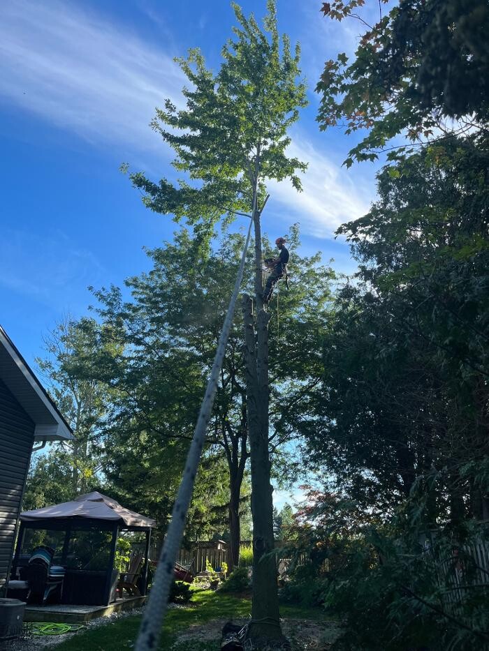 Images Defender Tree Service Ltd