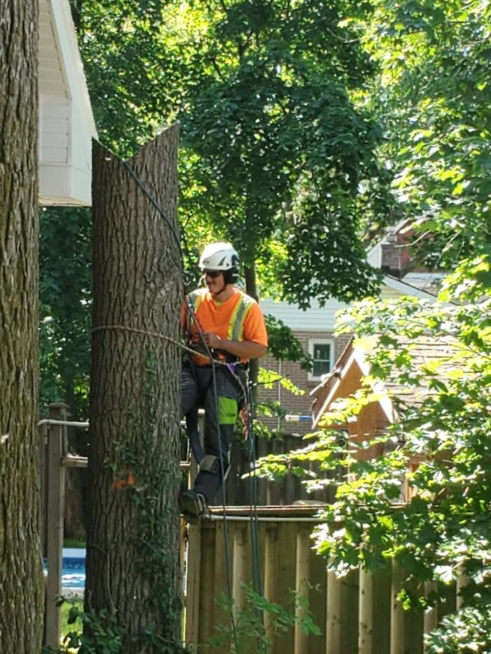 Images Defender Tree Service Ltd