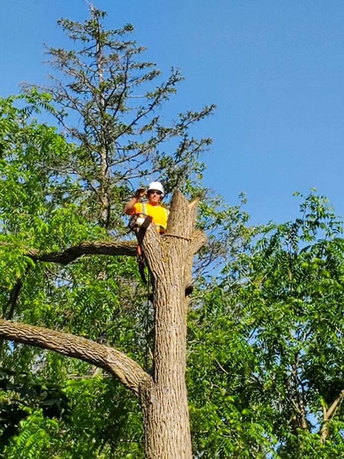 Images Defender Tree Service Ltd