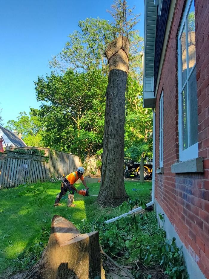 Images Defender Tree Service Ltd