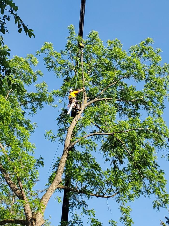 Images Defender Tree Service Ltd
