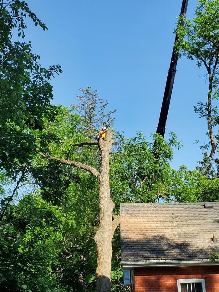 Images Defender Tree Service Ltd