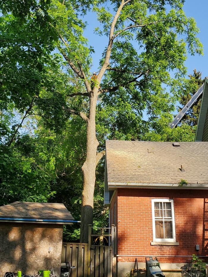 Images Defender Tree Service Ltd