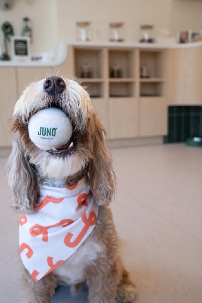 Images Juno Veterinary Summerhill