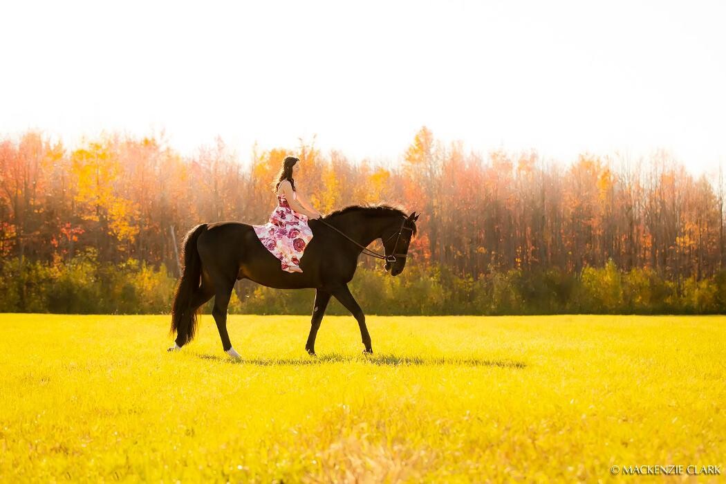 Images Wynbrook Equestrian Centre