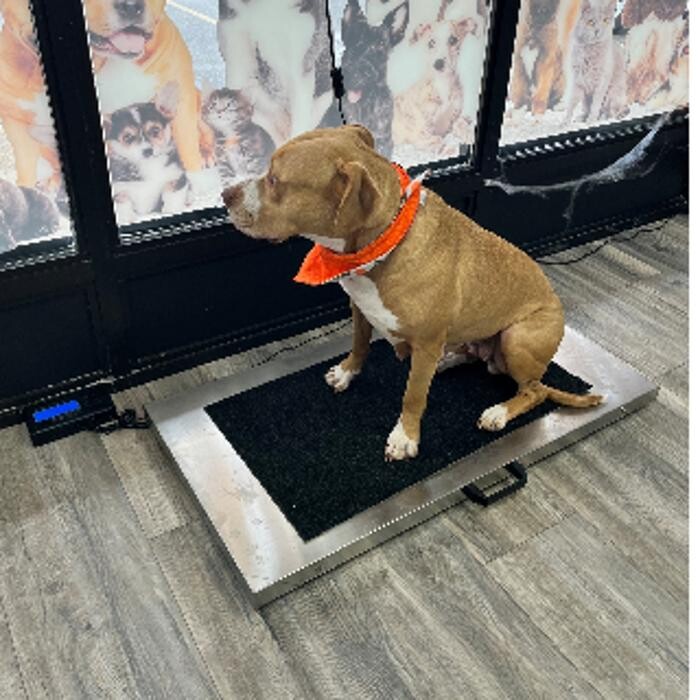 Images ADR Pet Stores - Whitby