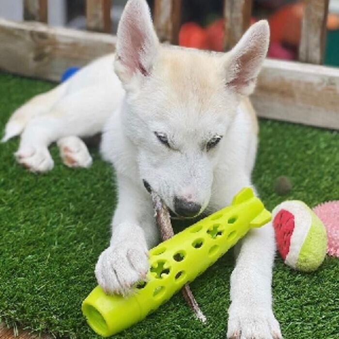Images ADR Pet Stores - Whitby