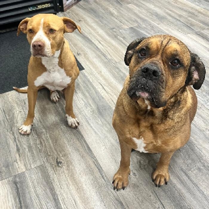 Images ADR Pet Stores - Whitby