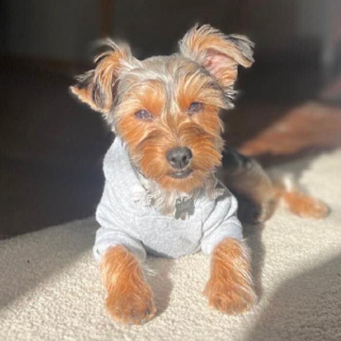 Images ADR Pet Stores - Whitby