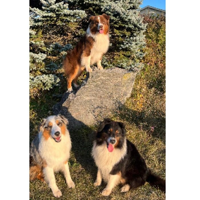 Images ADR Pet Stores - Whitby