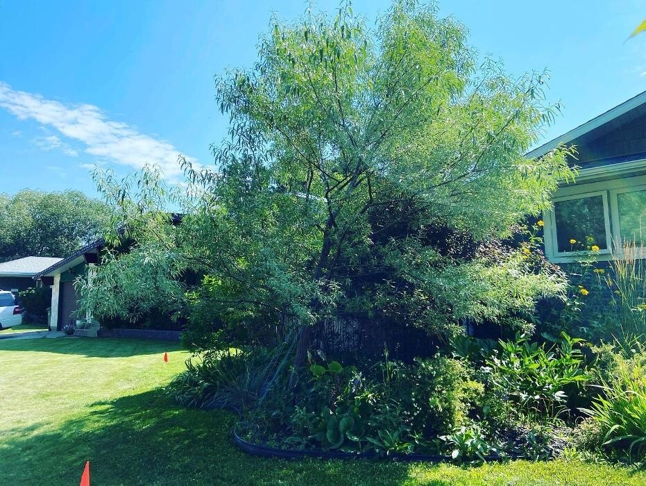 Images Mayday Tree Services