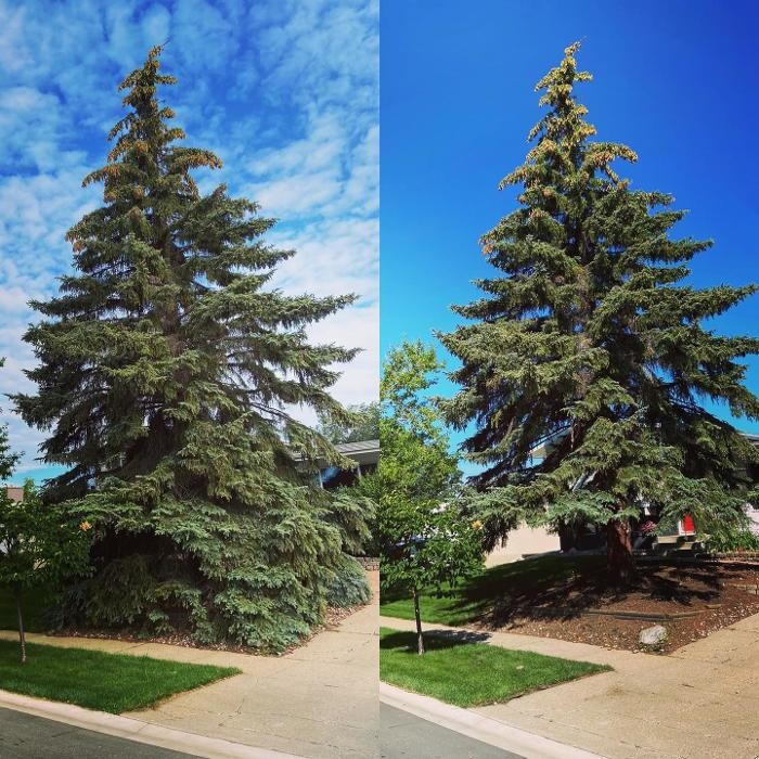 Images Mayday Tree Services