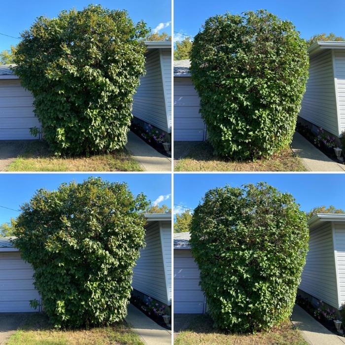 Images Mayday Tree Services