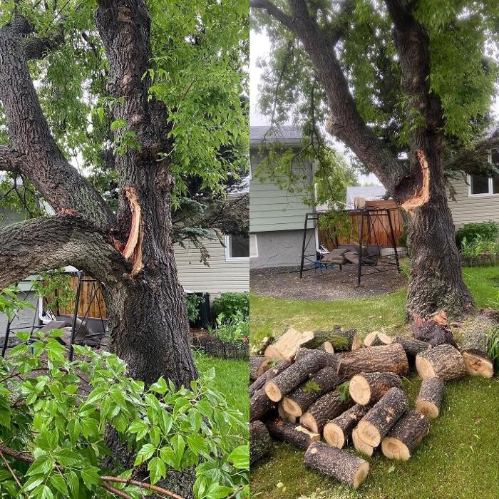 Images Mayday Tree Services