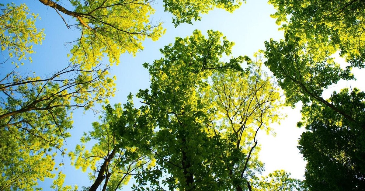 Images Mayday Tree Services