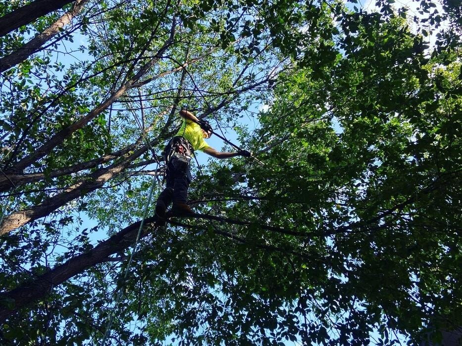 Images Mayday Tree Services