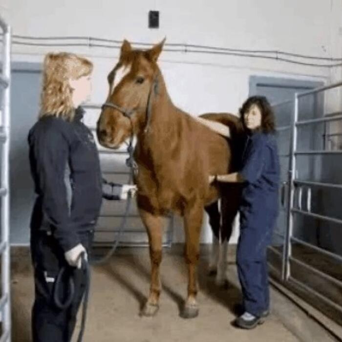 Images Animal Health Clinic Of Humboldt