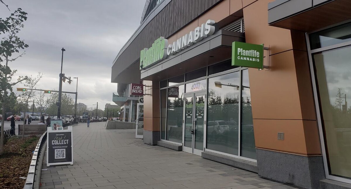 Images Plantlife Cannabis University District Calgary