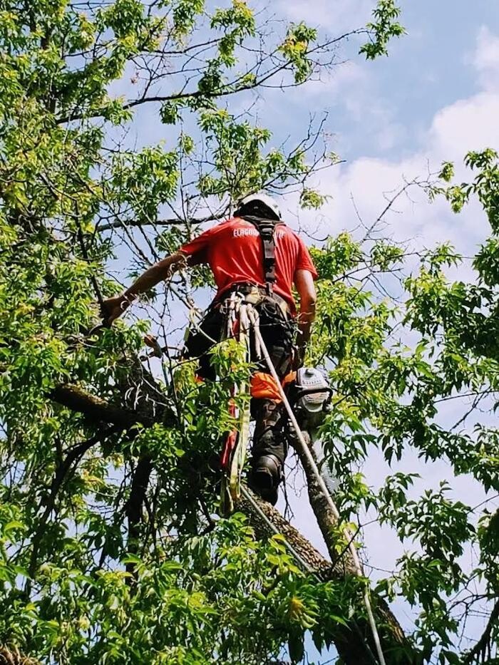 Images Élagage Unique - Cowansville