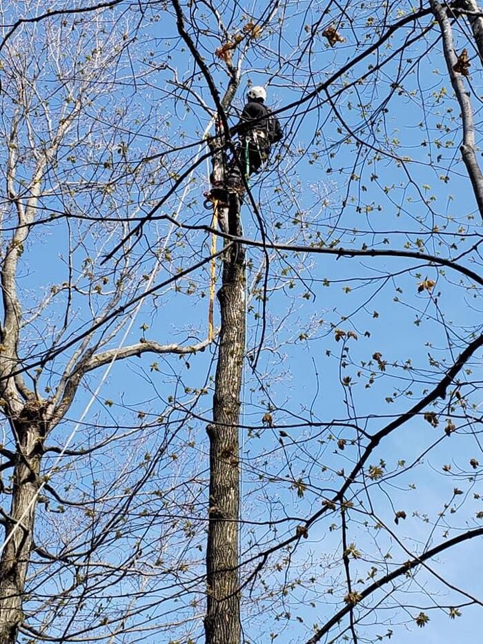 Images Élagage Unique - Cowansville