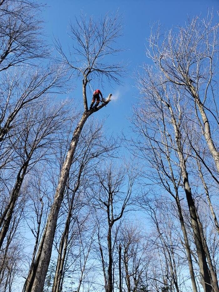 Images Élagage Unique - Cowansville