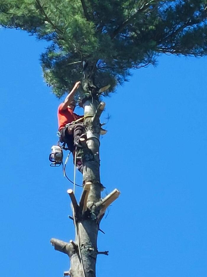 Images Élagage Unique - Cowansville