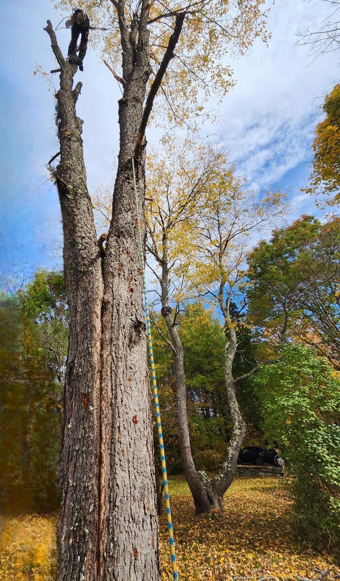 Images Élagage Unique - Cowansville