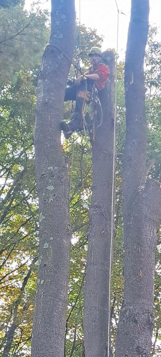 Images Élagage Unique - Cowansville