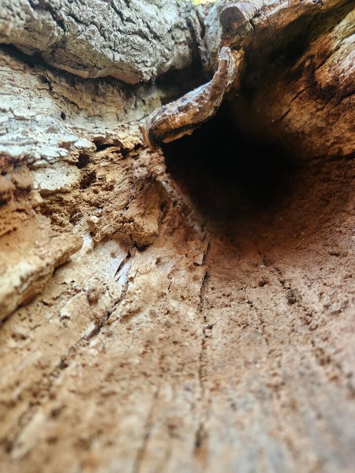 Images Élagage Unique - Cowansville