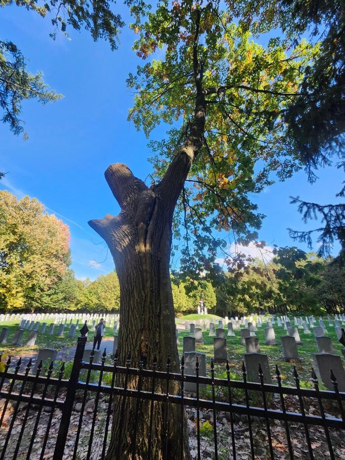 Images Élagage Unique - Cowansville