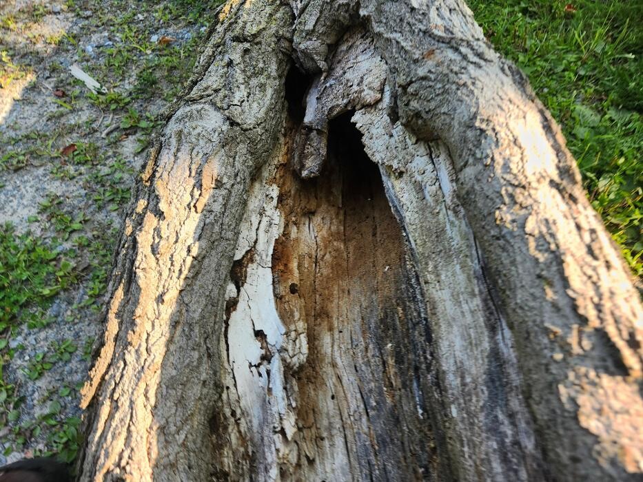 Images Élagage Unique - Cowansville