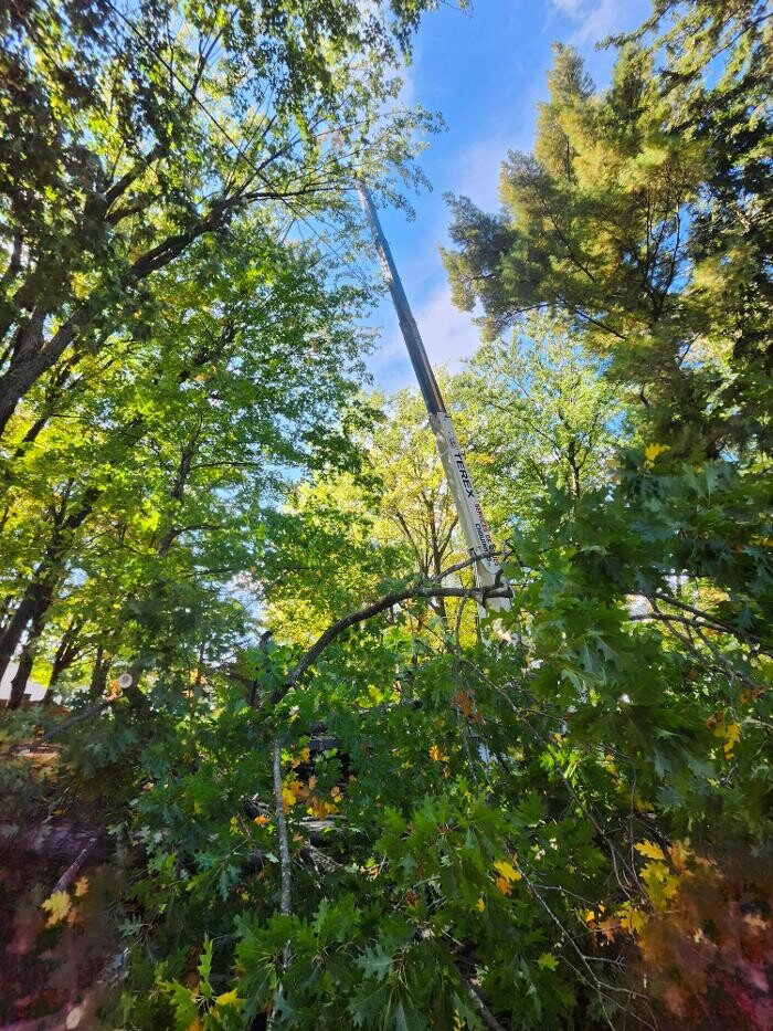 Images Élagage Unique - Cowansville