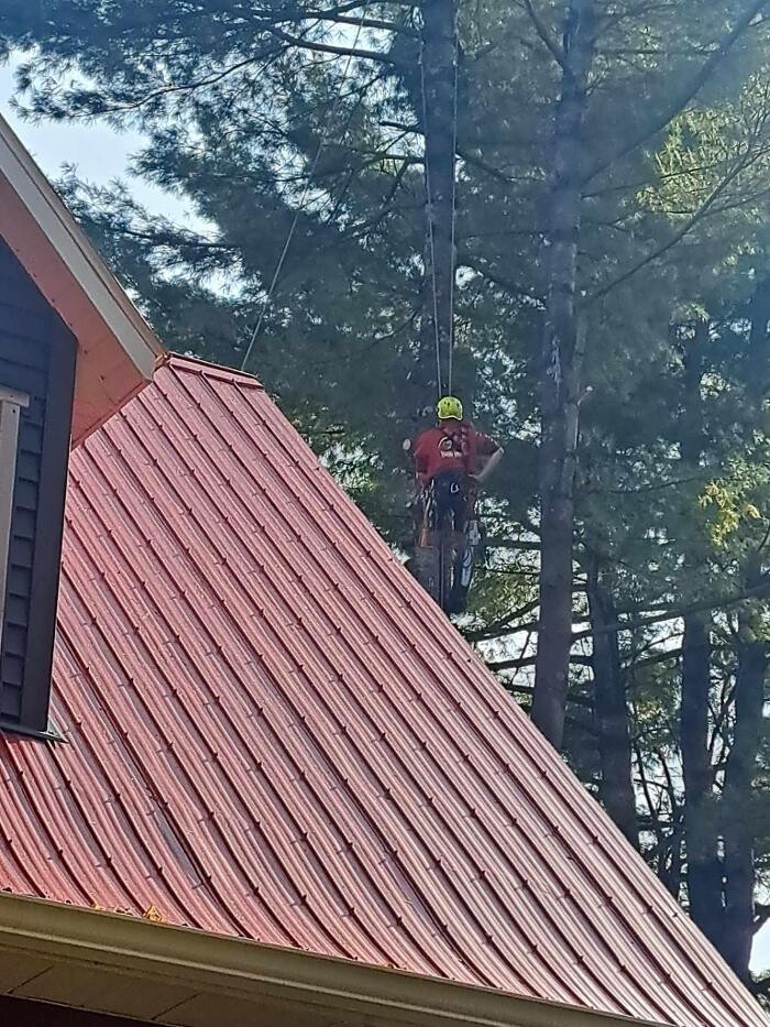 Images Élagage Unique - Cowansville