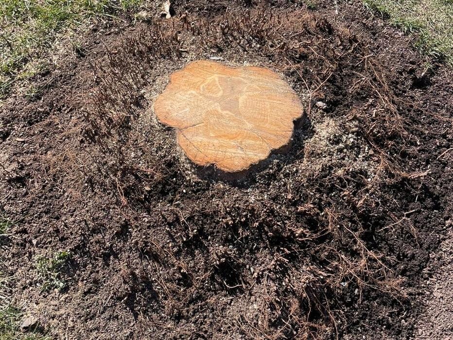 Images Byrne Tree Removal