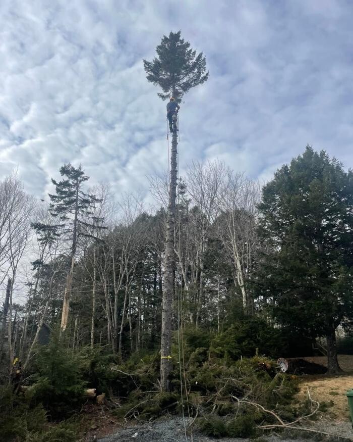 Images Byrne Tree Removal