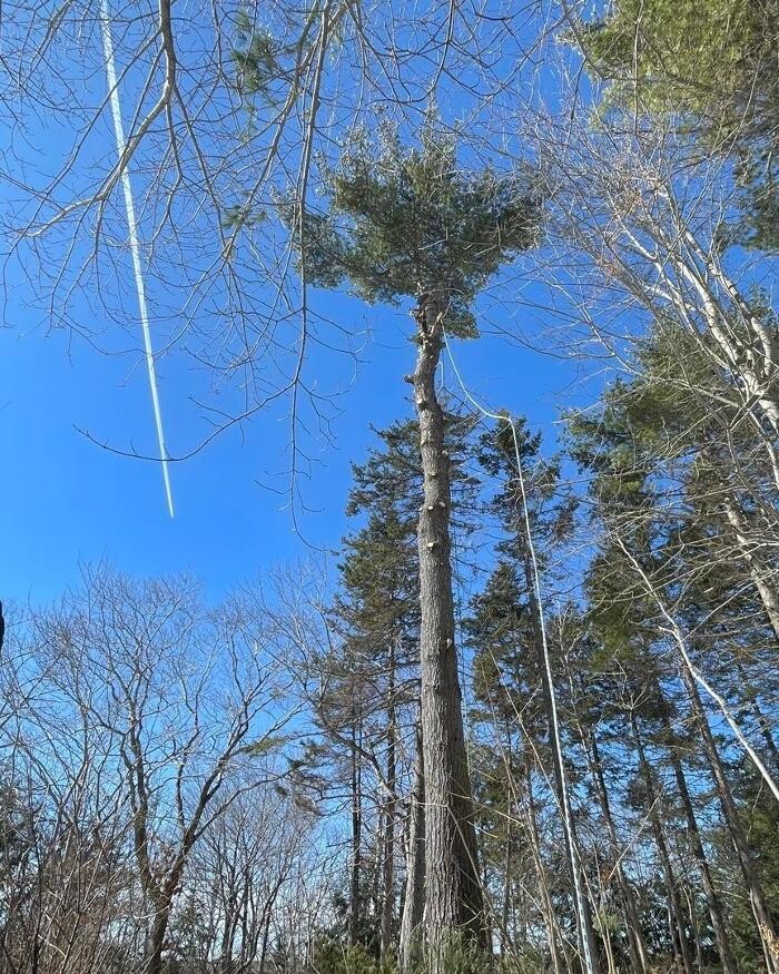 Images Byrne Tree Removal