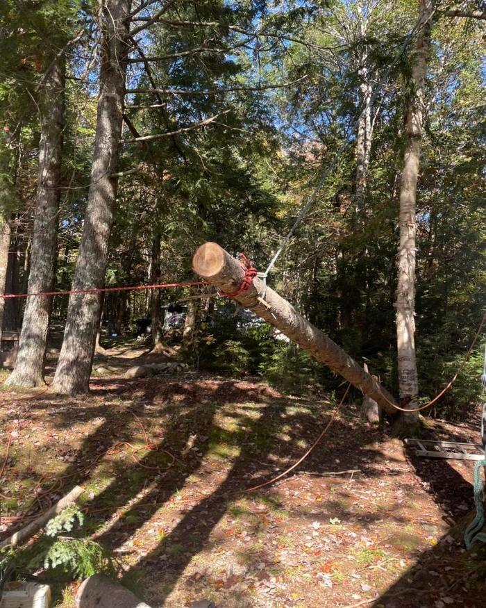 Images Byrne Tree Removal