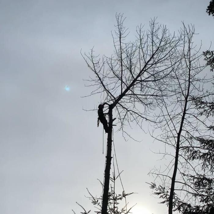 Images Accure Tree Service
