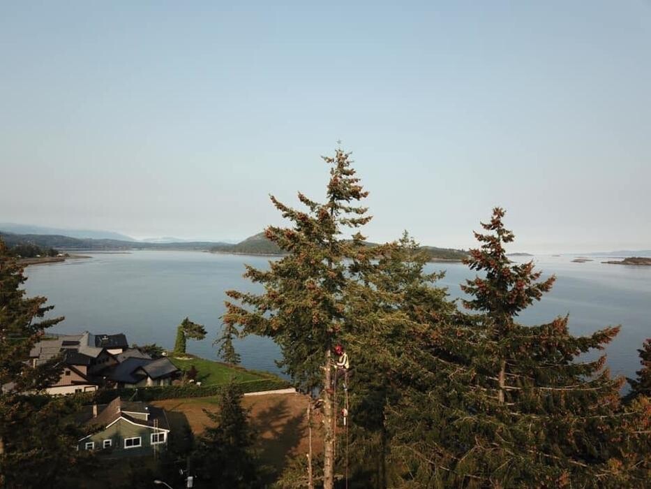 Images Accure Tree Service