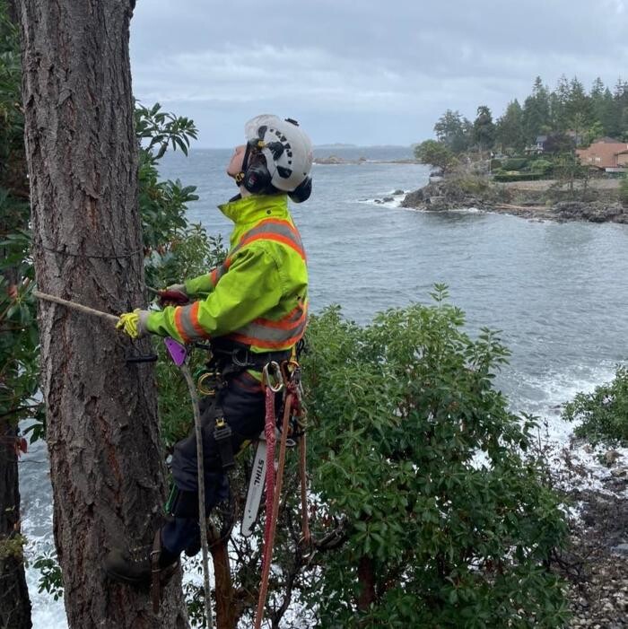 Images Accure Tree Service