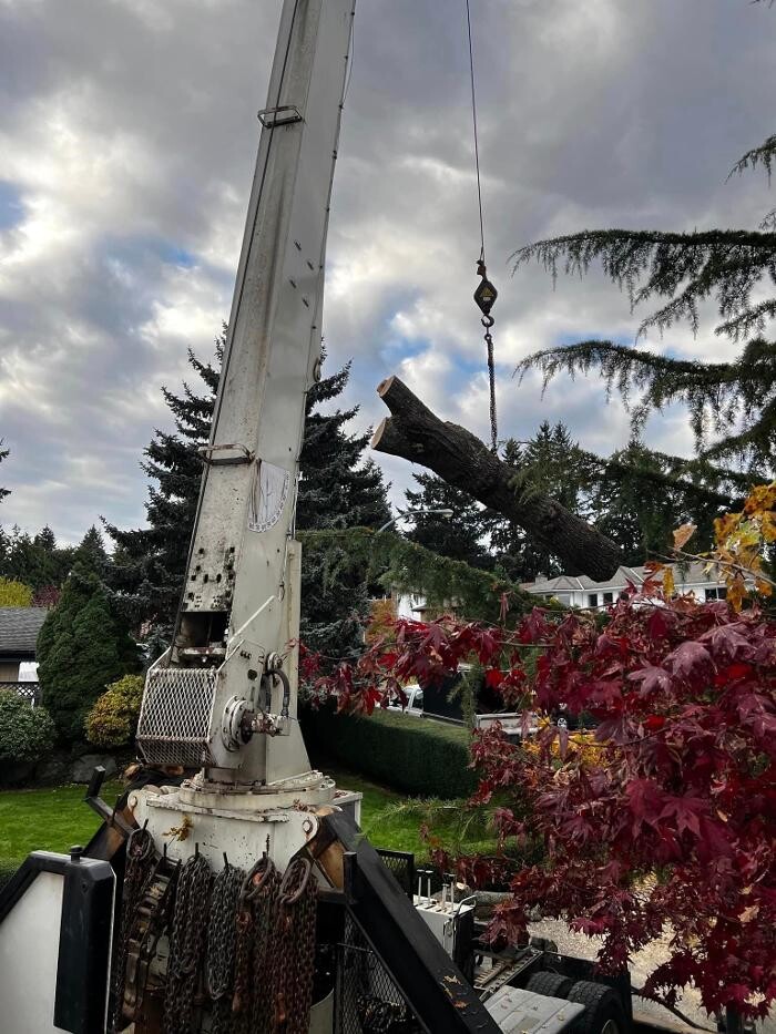 Images Accure Tree Service