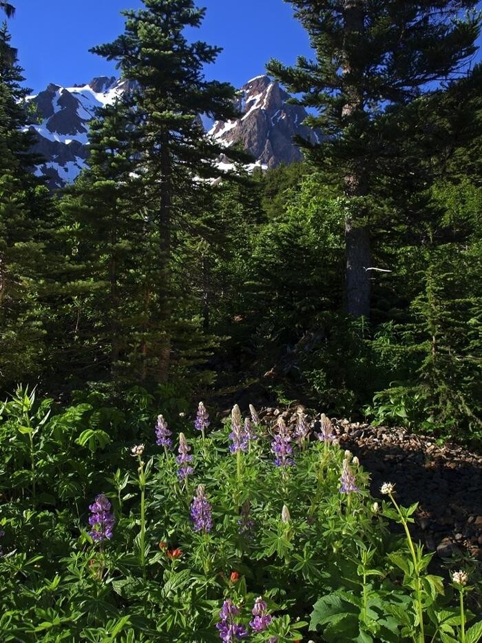 Images Shames Country Lodge