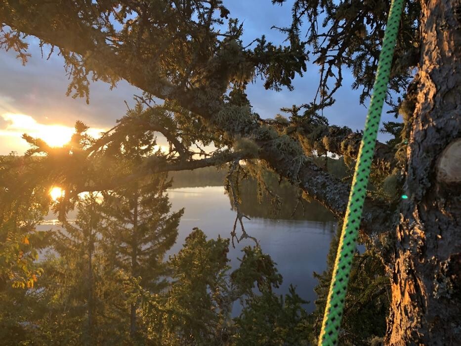 Images Levesque Tree Services