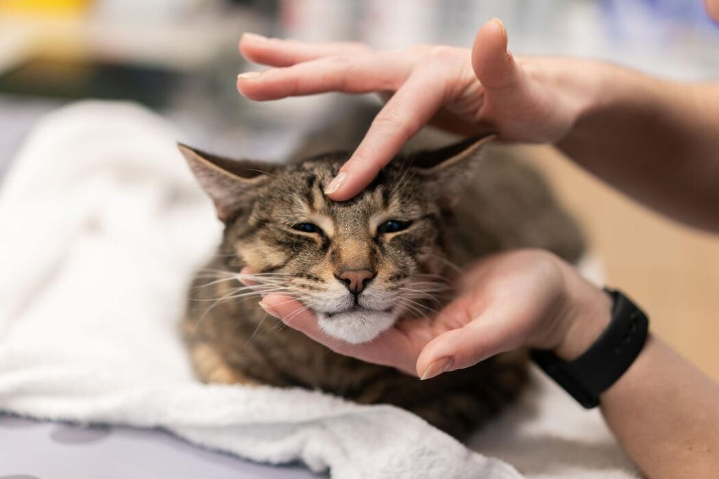 Images Juno Veterinary Leaside