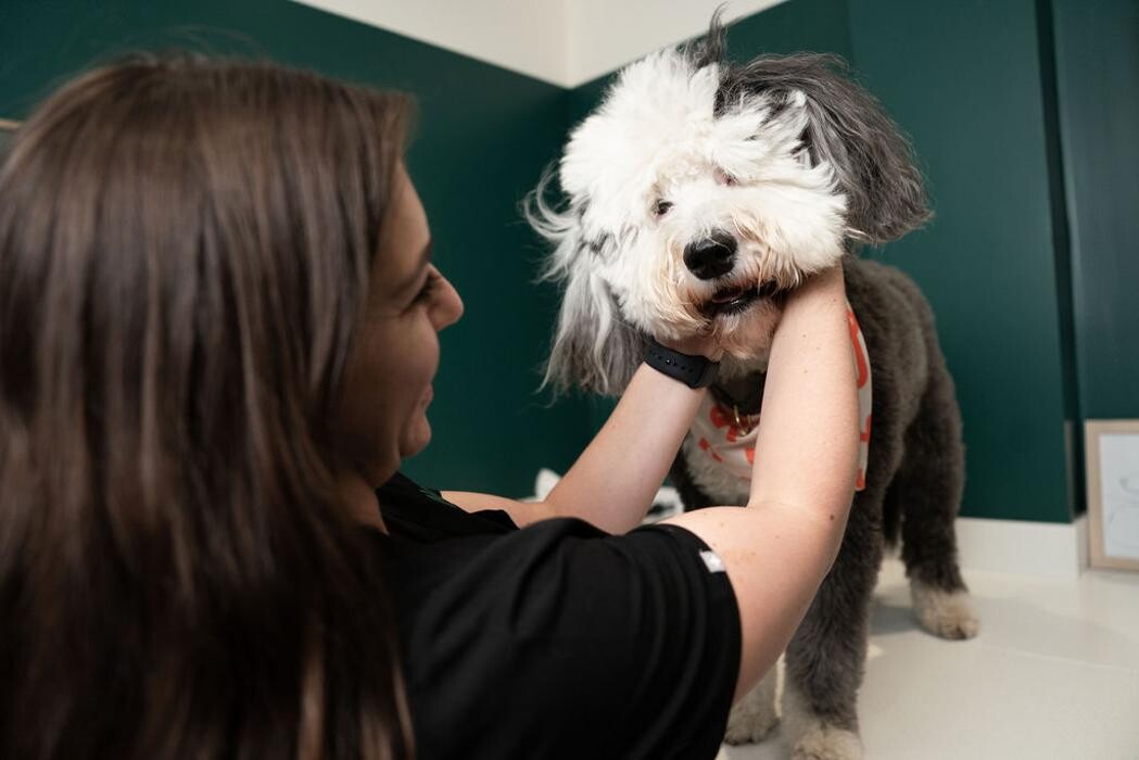 Images Juno Veterinary Leaside