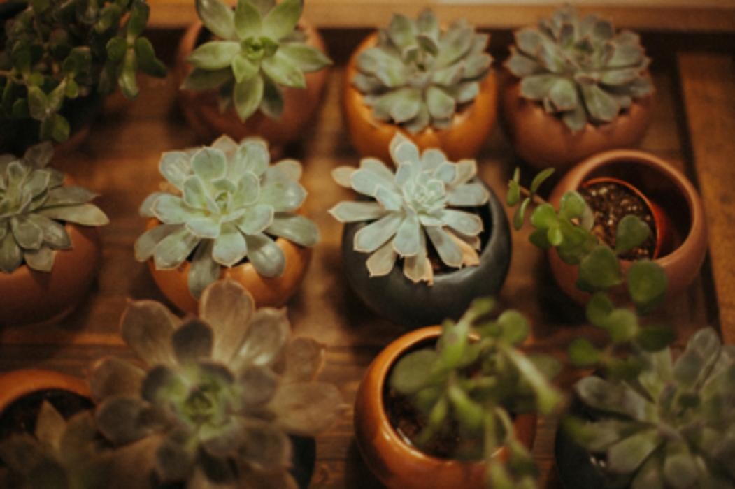 Images Floras Atelier Inc.