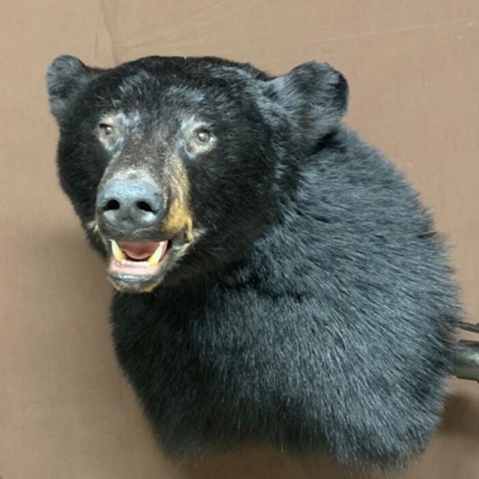 Images True Taxidermy Ltd