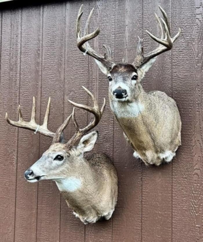 Images True Taxidermy Ltd