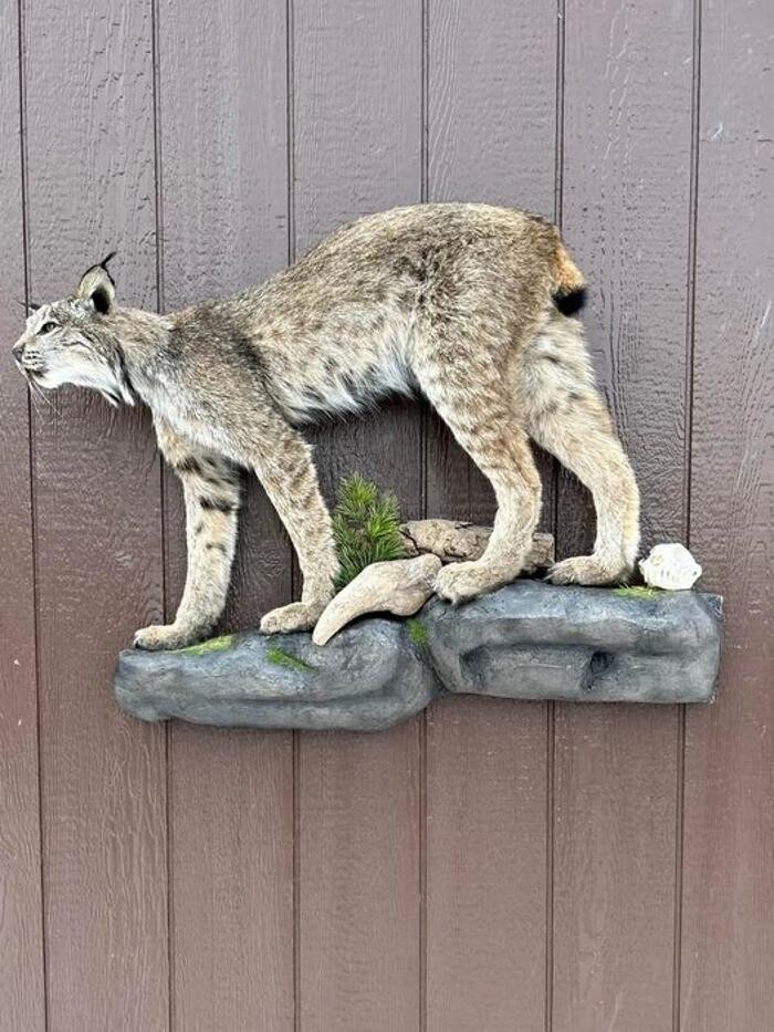 Images True Taxidermy Ltd